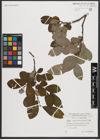 Foto von Salix appendiculata Vill.